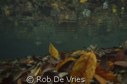 Rainforest above, corals, leaves and fish just under the ... by Rob De Vries 